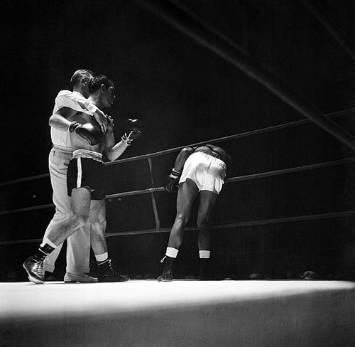 Boxer ray sugar - boxer,