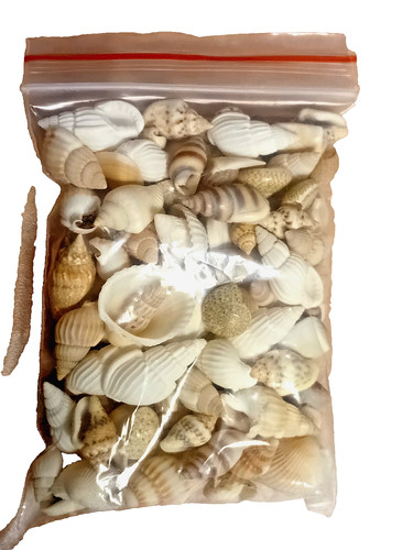 Sachet coquillages la - de,