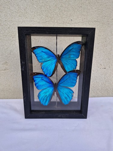 Papillon bleu morpho - morpho., cadre