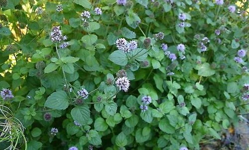 Brins menthe aquatique - 5,