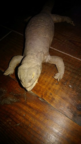 Lézard fouet queue - , empaillé