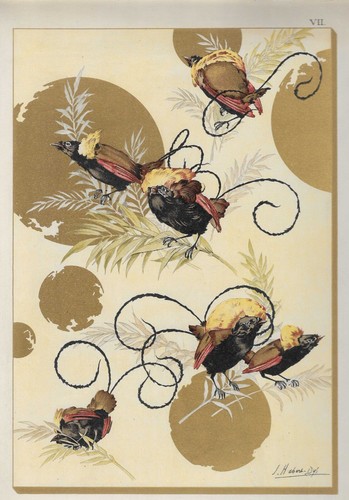 Oiseaux paradis - oiseaux, de