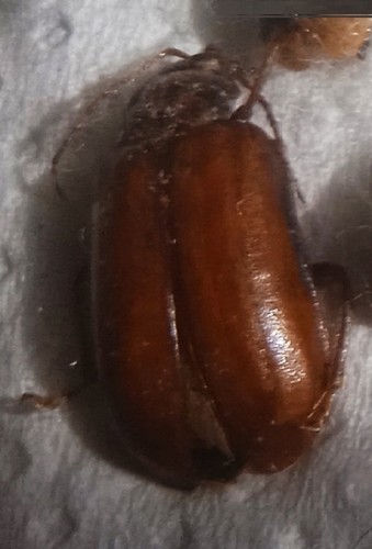 Chrysomelidae diabrotica - chrysomelidae,