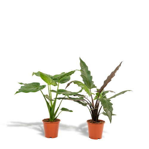 Oreille éléphant alocasia - oreille, d'éléphant