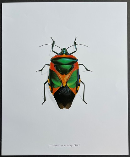 Entomologie chalcocoris - entomologie,