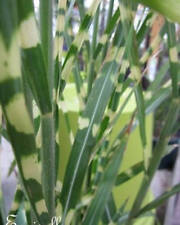 ♫ EULALIE Roseau Chine Zébré - Miscanthus zébrinus ♫ Graines ♫ Ornement GRAMINEE