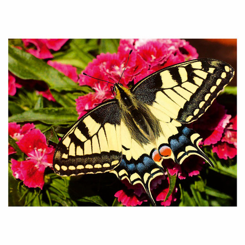Ravensburger puzzle des - puzzle,