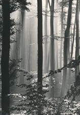 Suite de 4 photographies de sous-bois forêt nature photo photographie