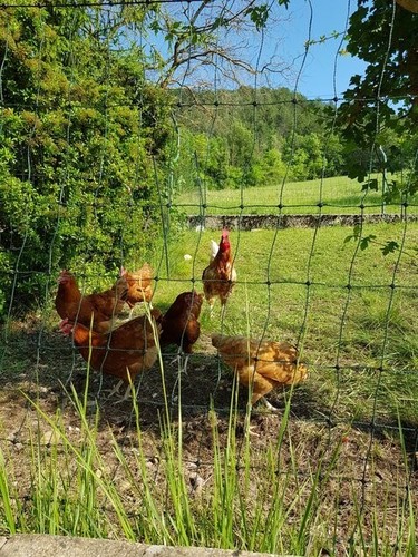 œufs fécondés poule - Œufs,