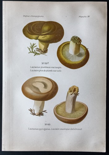 1891 planche couleur - 1891,