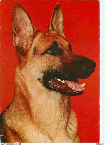 Carte postale animaux - -,