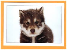 MOLINES-en-QUEYRAS (05) CHIEN en TRAINEAU / PORTRAIT CHIOT HUSKY / Carte postale
