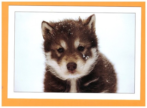 Molines queyras chien - molines-en-queyras,