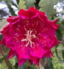 Epiphyllum kiwi legend - epiphyllum,