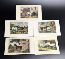 Lot 5 Gravures Chevaux XIXe -