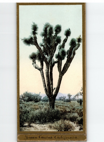 California yucca cactus - california., at