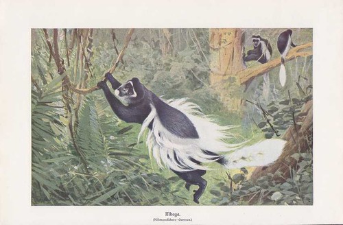 Mante colobus guereza - mante,