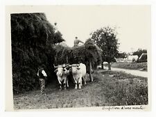 Photographie ancienne vers 1910 confection meule boeufs agriculture bourgogne