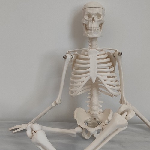 Modèle anatomique anatomie - modèle,
