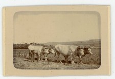 PHOTO CDV photographie, agriculture vache fermier labour charrue boeuf champ