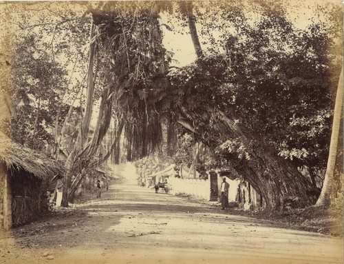 Ceylan sri lanka - ceylan,