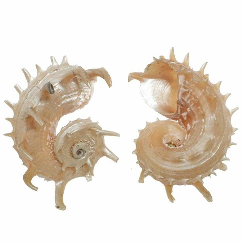 Coquillage angaria impérialis