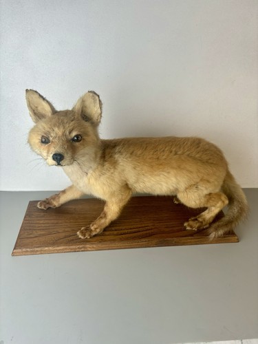 Taxidermie renardeau cabinet - taxidermie, renardeau.cabinet