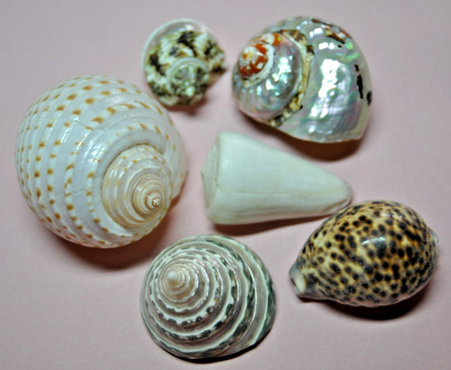 Lot coquillages nacres - lot, 6