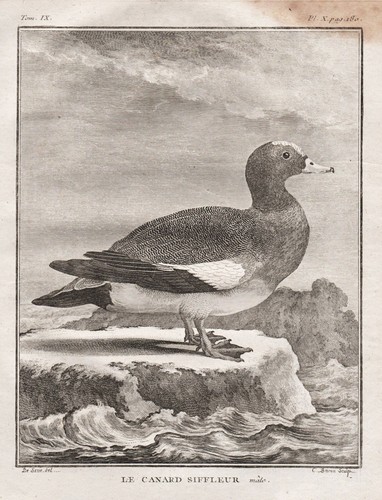 Poule eurasie canard wigeon - poule,