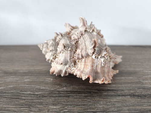 Coquillage murax poids 201 - coquillage,