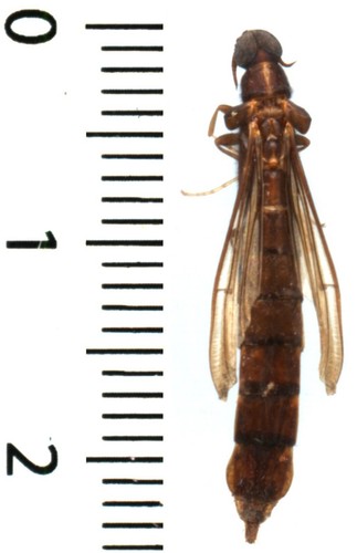 Lymexylonidae - ,