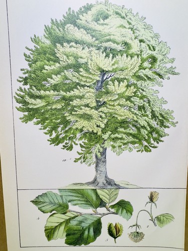 Affiche ancienne châtaignier - affiche,