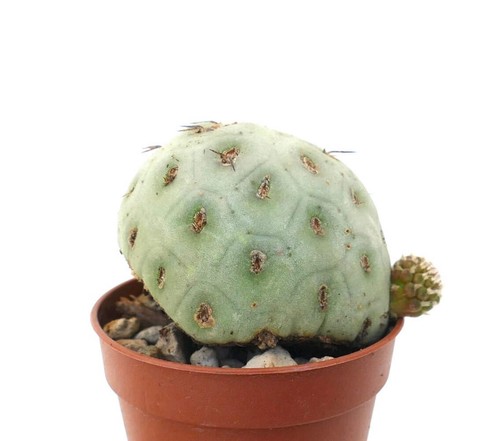 Tephrocactus geometricus