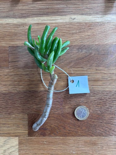 Crassula ovata gollum - crassula, n°1