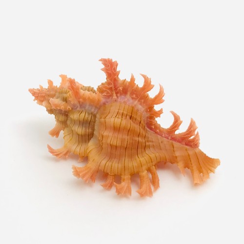 Chicoreus nobilis - , 4,3