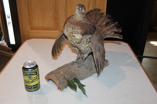 Vtg ruffed grouse taxidermy - ruffed,