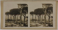 Barcelone Arbres Espagne Photo Stereo St9T3n49 Vintage Argentique c1900