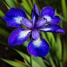 Iris Rhizome Plante vivace