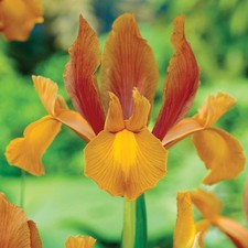 Bulbes d'iris hollandais bulbes fleurs Iris Autumn Princess 10 pcs