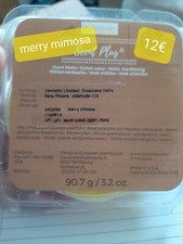 Galet Partylite Merry Mimosa