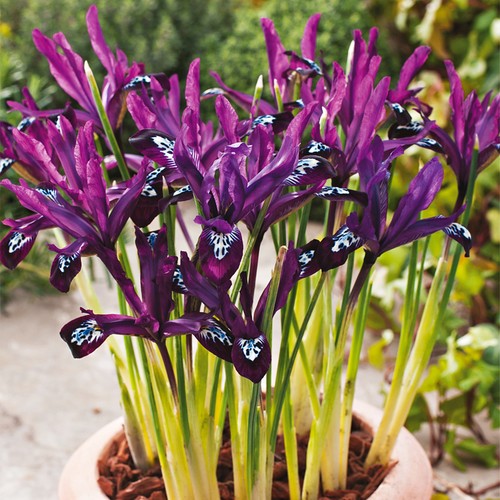 iris fleurs