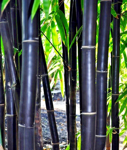 Timor black bamboo - timor,