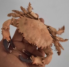 curiosité , taxidermie : crabe Etusus Naturalisé