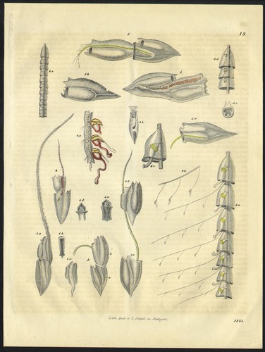 1839 gravure aquarellée - 1839,