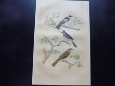 Gravure couleur 19°:oiseaux:gobe-mouche brun et à collier/petit azur  (E.TRAVIES