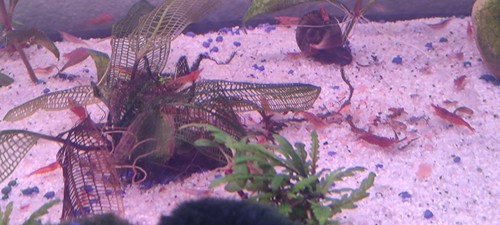 Crevettes red cherry - red,