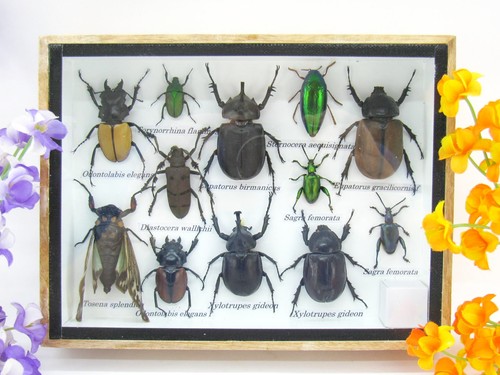 Insectes exotiques réel - exotiques,