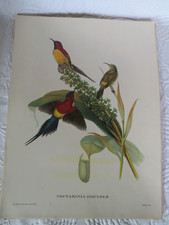 John Gould impression oiseau Nectarinia Gouldle