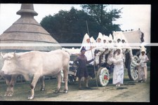 ATTELAGE DE BOEUFS ET CAVA