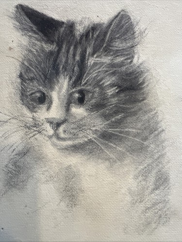 Etude animalière crayon - animalière,